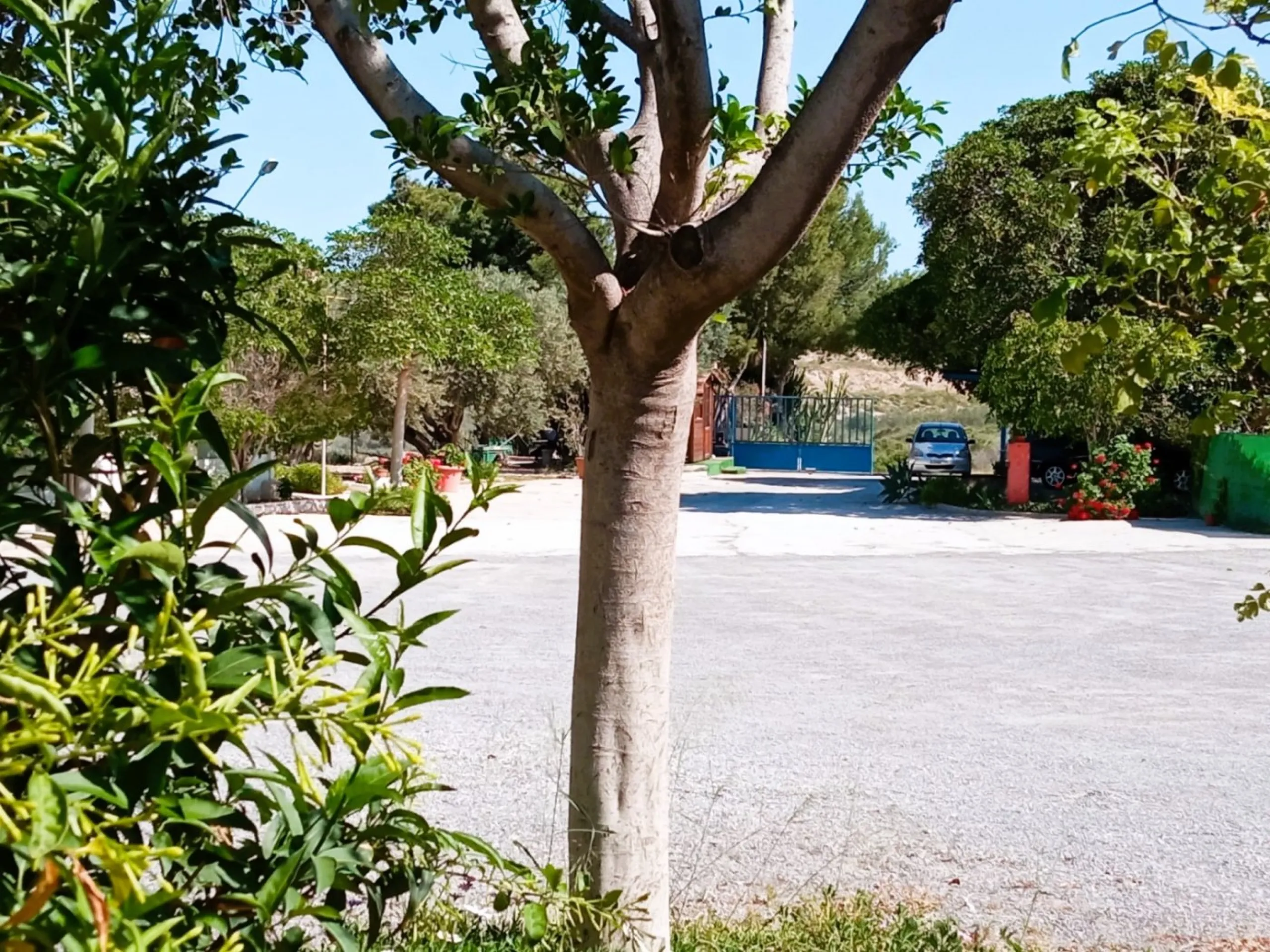INDEPENDENT VILLA OF 500M2 - LAND OF 10,000M2 NEXT TO BONALBA - MUCHAMIEL