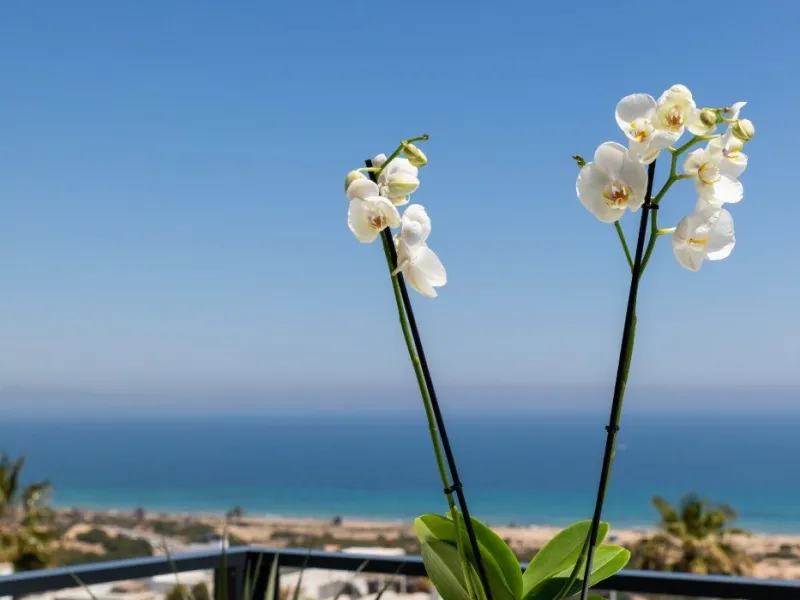 APARTAMENTOS EN OBRA NUEVA EN GRAN ALACANT EN VENTA
