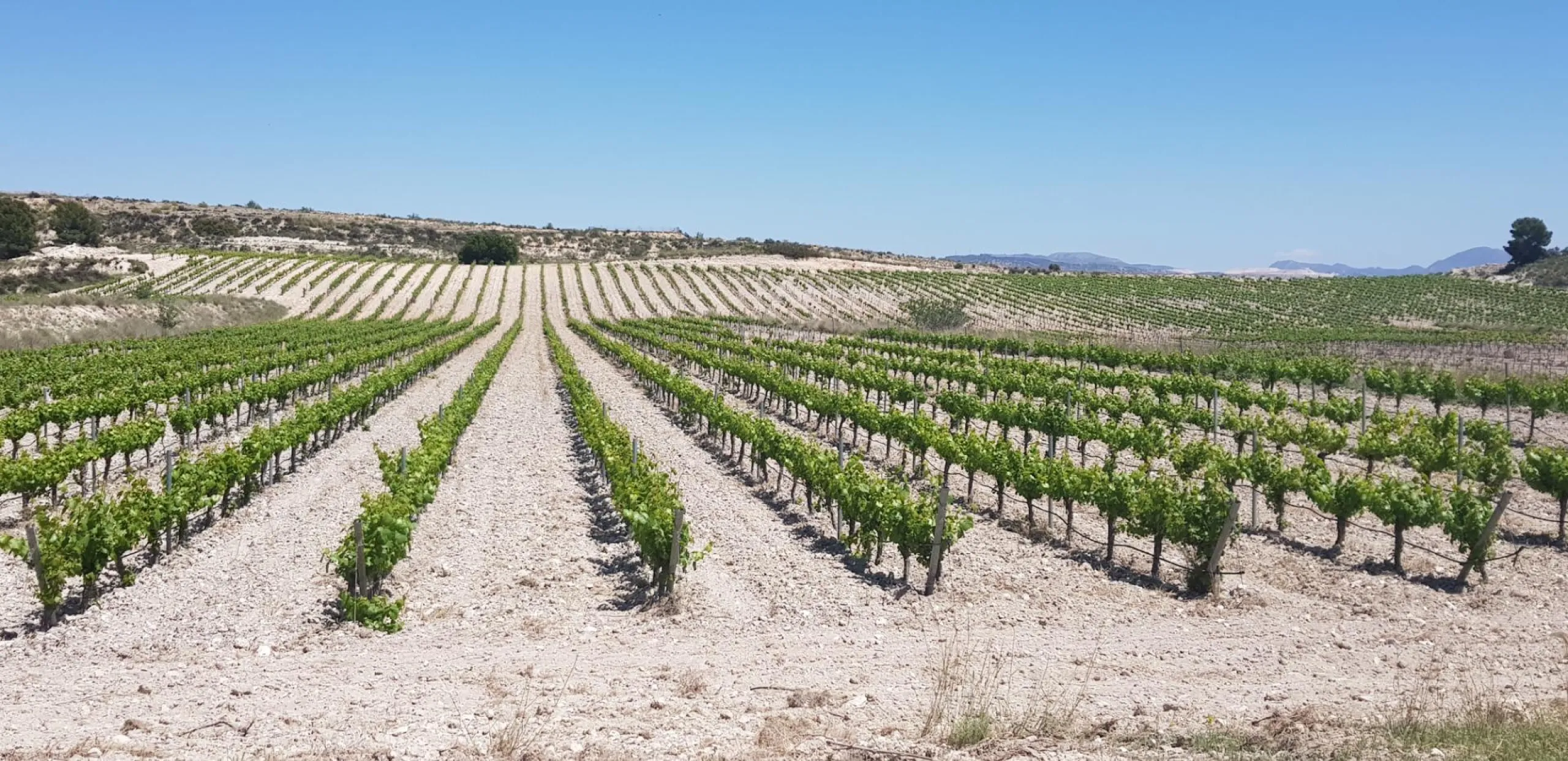 Bodega en venta en Alicante, El Pinoso