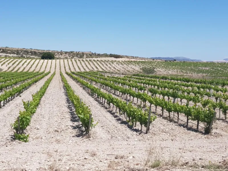 Bodega en venta en Alicante, El Pinoso