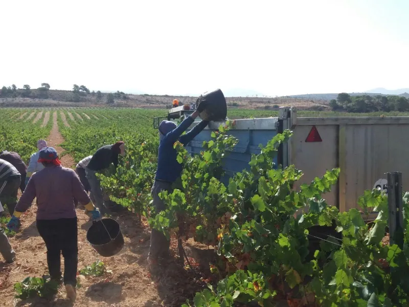 Bodega en venta en Alicante, El Pinoso
