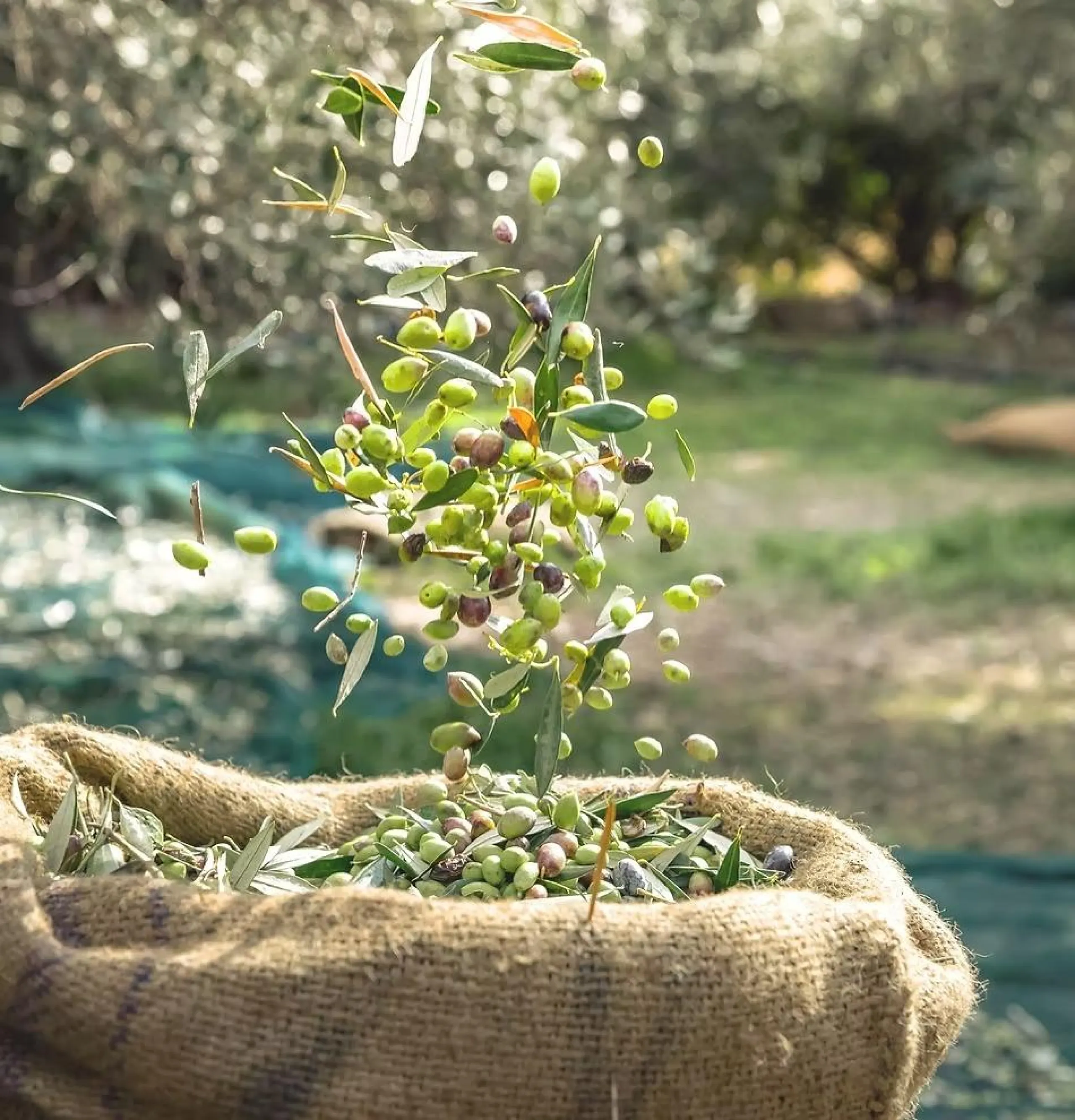 FINCA OLIVAR ECOLÓGICA EN VENTA EN MURCIA CON 1650000 M2