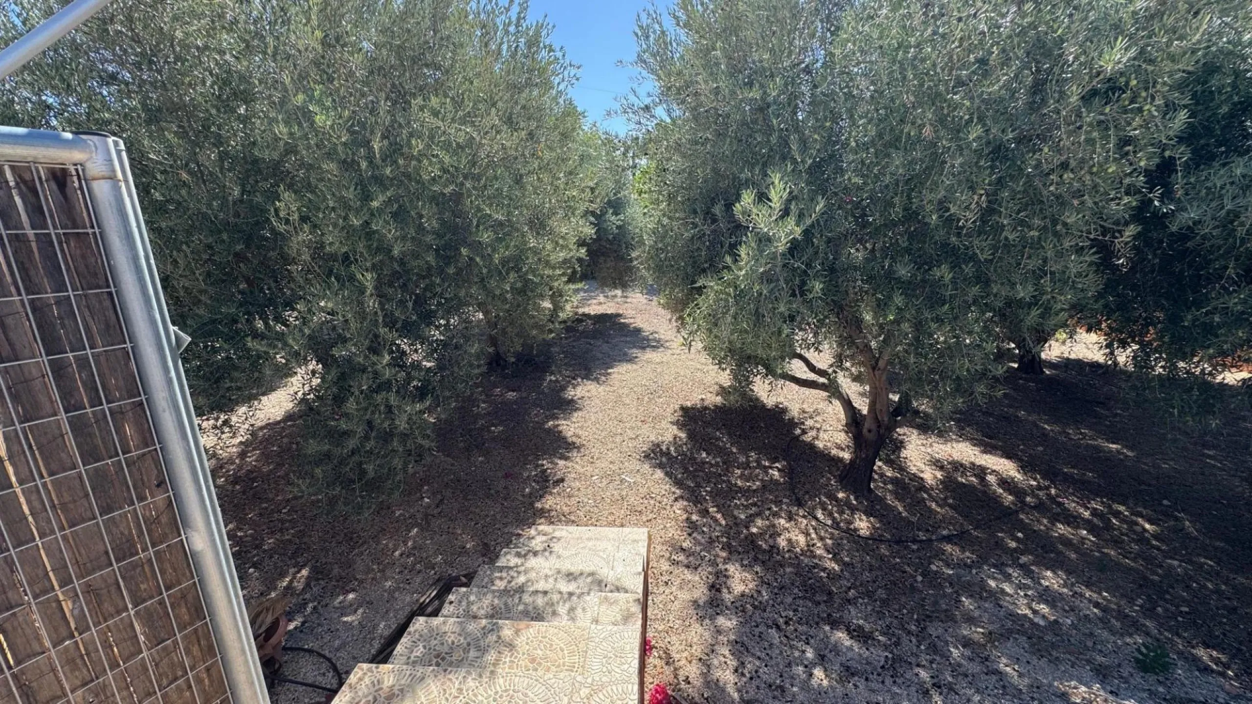 Opportunity in Albatera: Large Country House with Potential