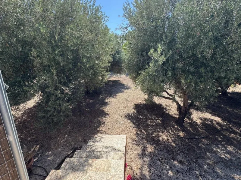 Opportunity in Albatera: Large Country House with Potential