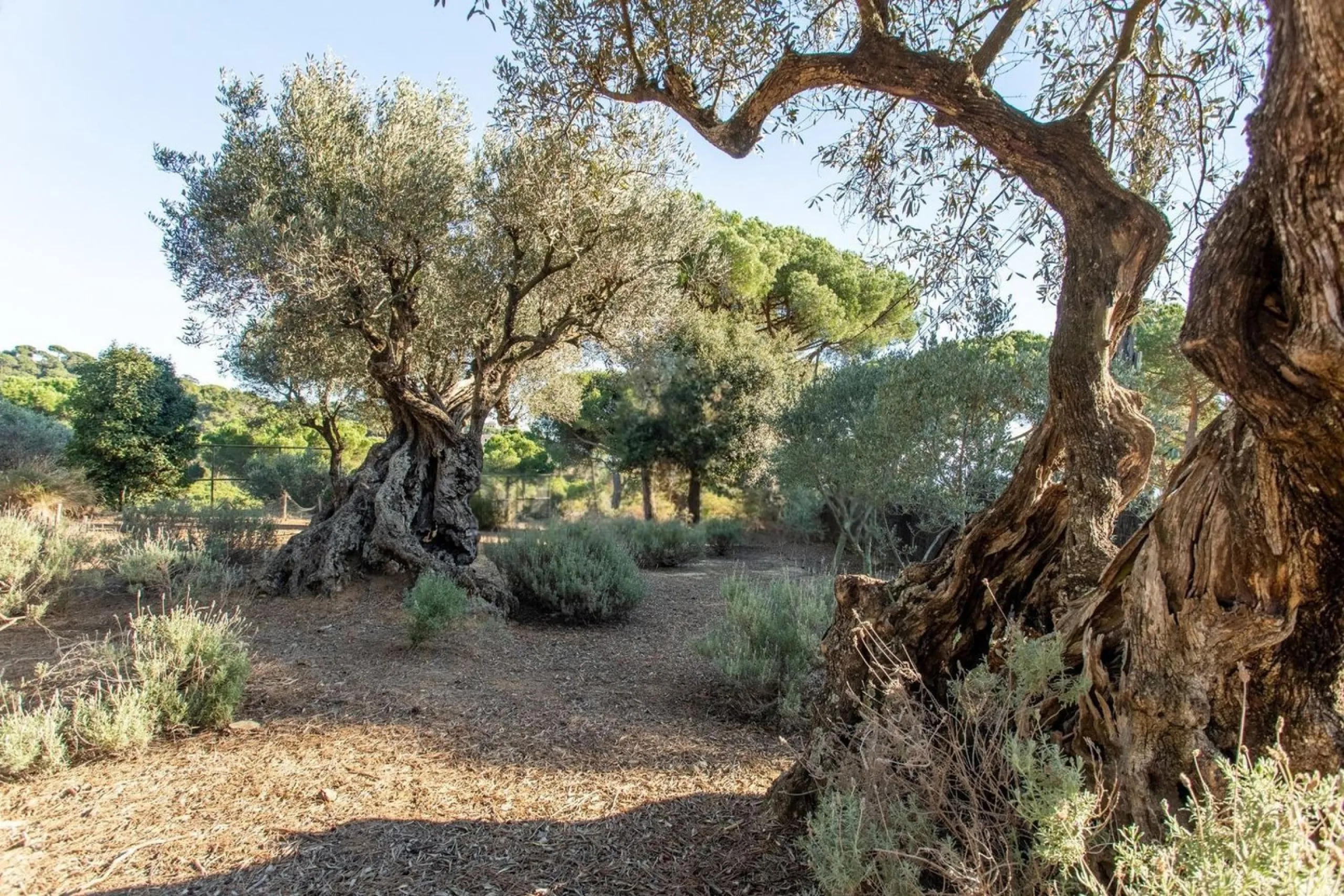 Single-Storey Mediterranean Villa with Sea Views in Sant Andreu de Llavaneres, Barcelona