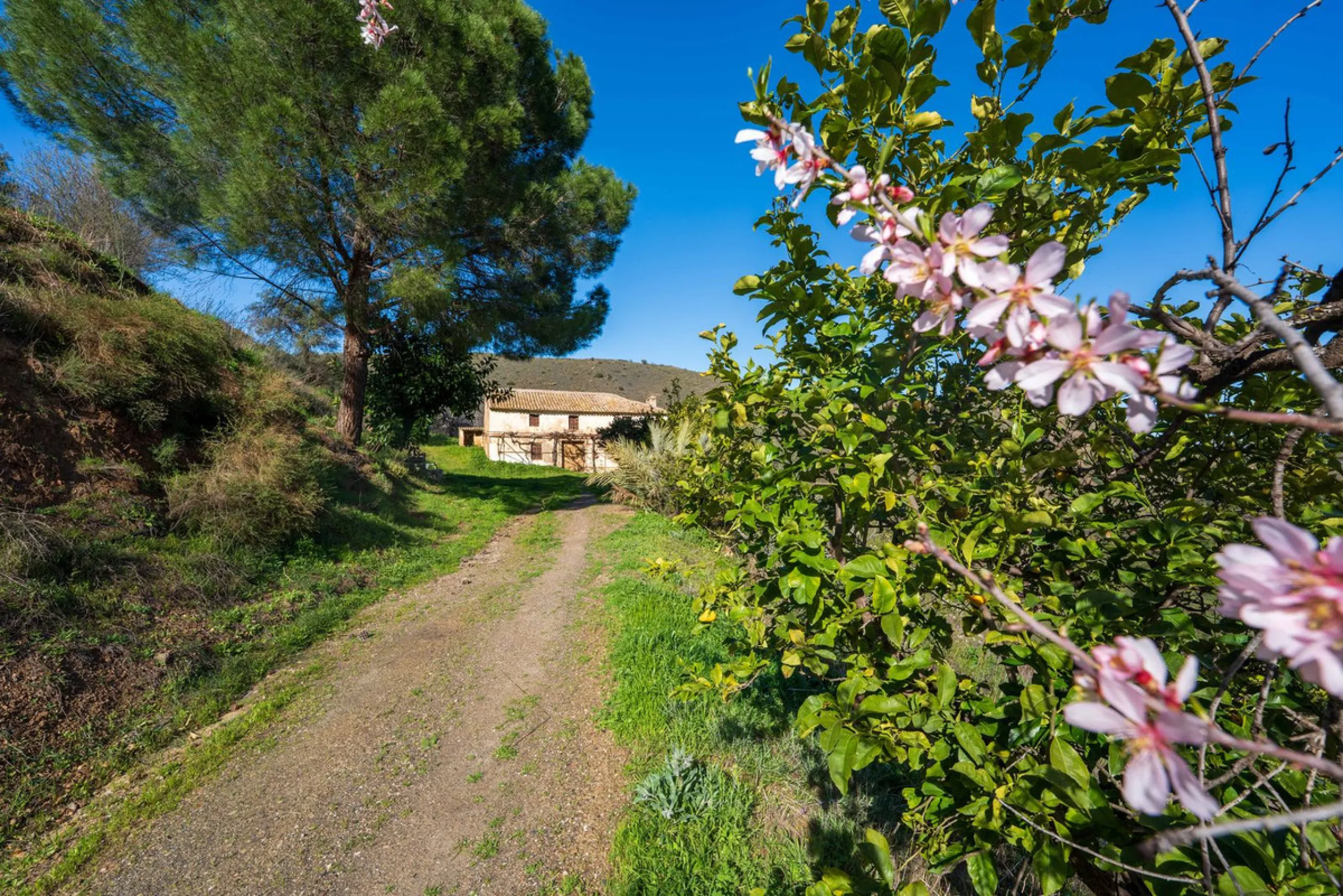 Imagine a place where time seems to stand still—a vast, quiet estate that breathes history in every corner. Two old houses in ruins rise gently from the land, their weathered walls worn by the years yet still standing strong, as if waiting for someone to 