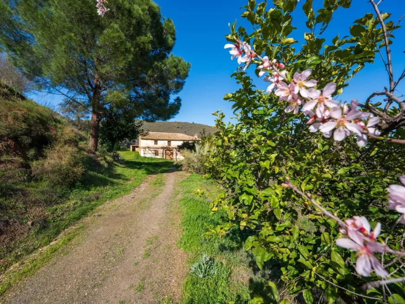 Imagine a place where time seems to stand still—a vast, quiet estate that breathes history in every corner. Two old houses in ruins rise gently from the land, their weathered walls worn by the years yet still standing strong, as if waiting for someone to 