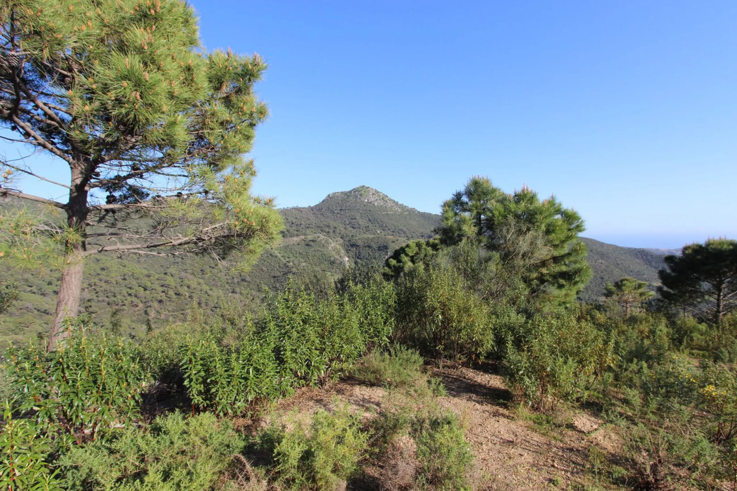 Magnificent 2,275 m² plot in the prestigious Monte Mayor urbanisation, Benahavís, set in an elevated and privileged position that guarantees spectacular open views of the Mediterranean Sea and the mountains. Surrounded by nature, lush woodland and an exce