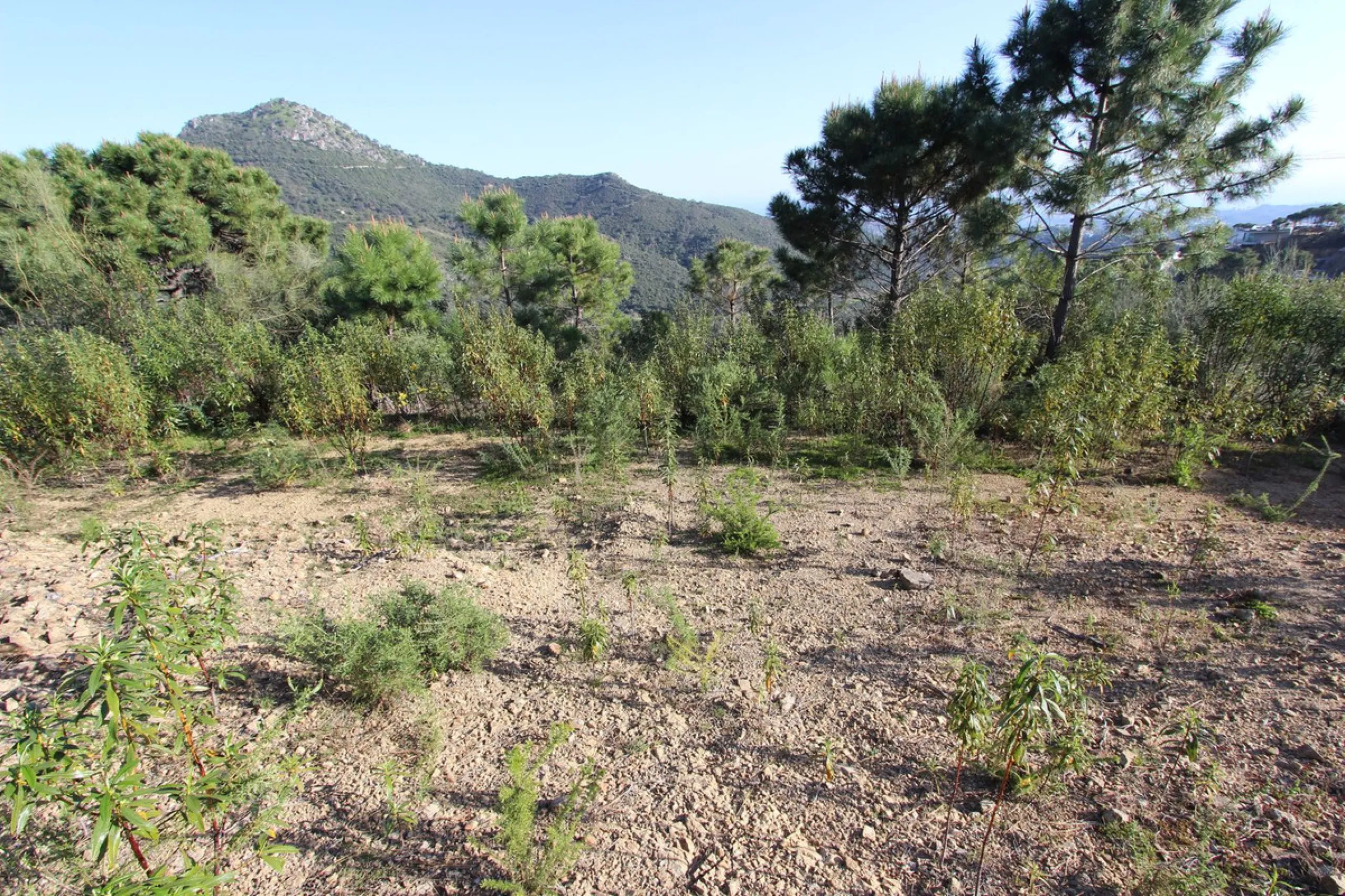 Magnificent 2,275 m² plot in the prestigious Monte Mayor urbanisation, Benahavís, set in an elevated and privileged position that guarantees spectacular open views of the Mediterranean Sea and the mountains. Surrounded by nature, lush woodland and an exce