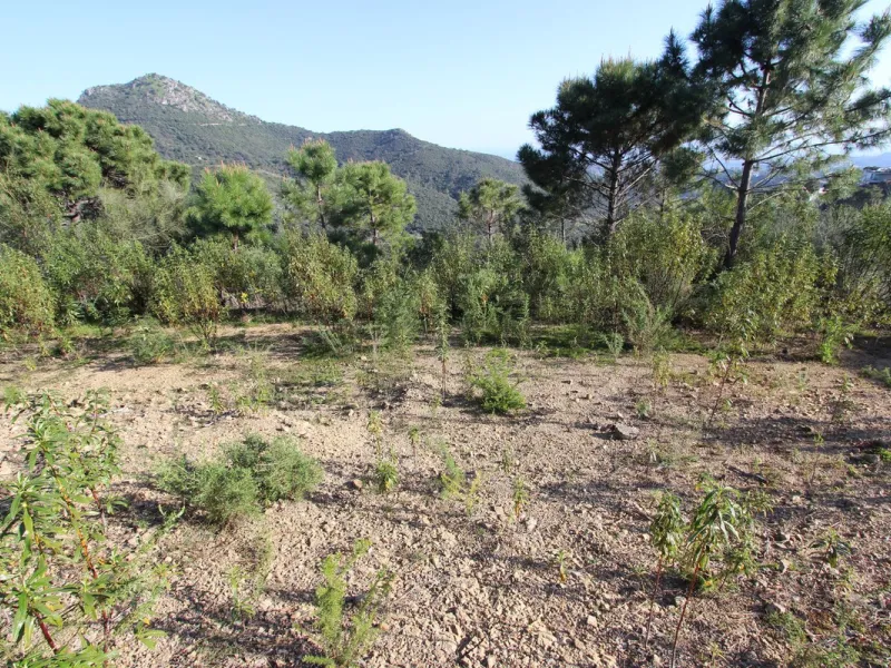 Magnificent 2,275 m² plot in the prestigious Monte Mayor urbanisation, Benahavís, set in an elevated and privileged position that guarantees spectacular open views of the Mediterranean Sea and the mountains. Surrounded by nature, lush woodland and an exce