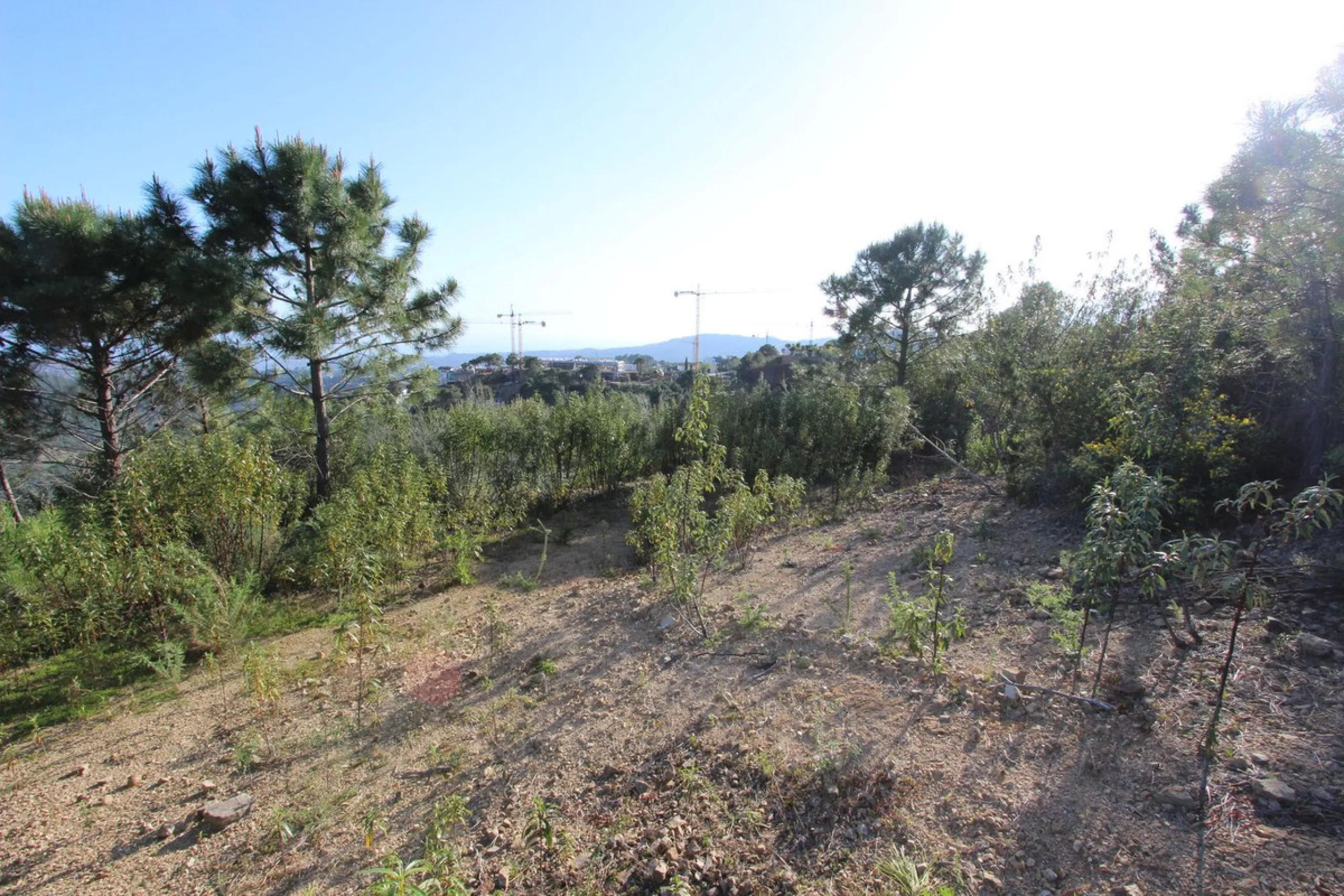 Magnificent 2,275 m² plot in the prestigious Monte Mayor urbanisation, Benahavís, set in an elevated and privileged position that guarantees spectacular open views of the Mediterranean Sea and the mountains. Surrounded by nature, lush woodland and an exce