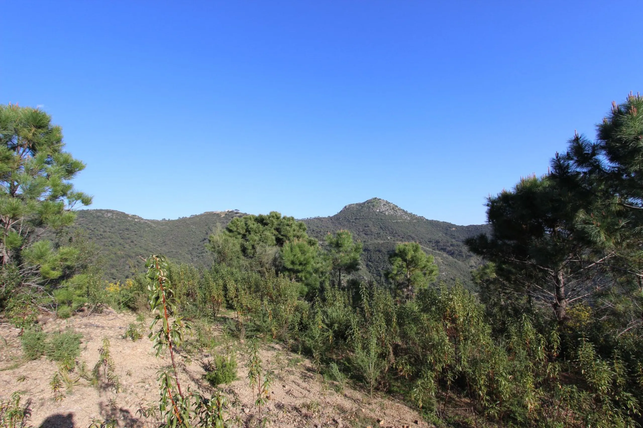 Magnificent 2,275 m² plot in the prestigious Monte Mayor urbanisation, Benahavís, set in an elevated and privileged position that guarantees spectacular open views of the Mediterranean Sea and the mountains. Surrounded by nature, lush woodland and an exce