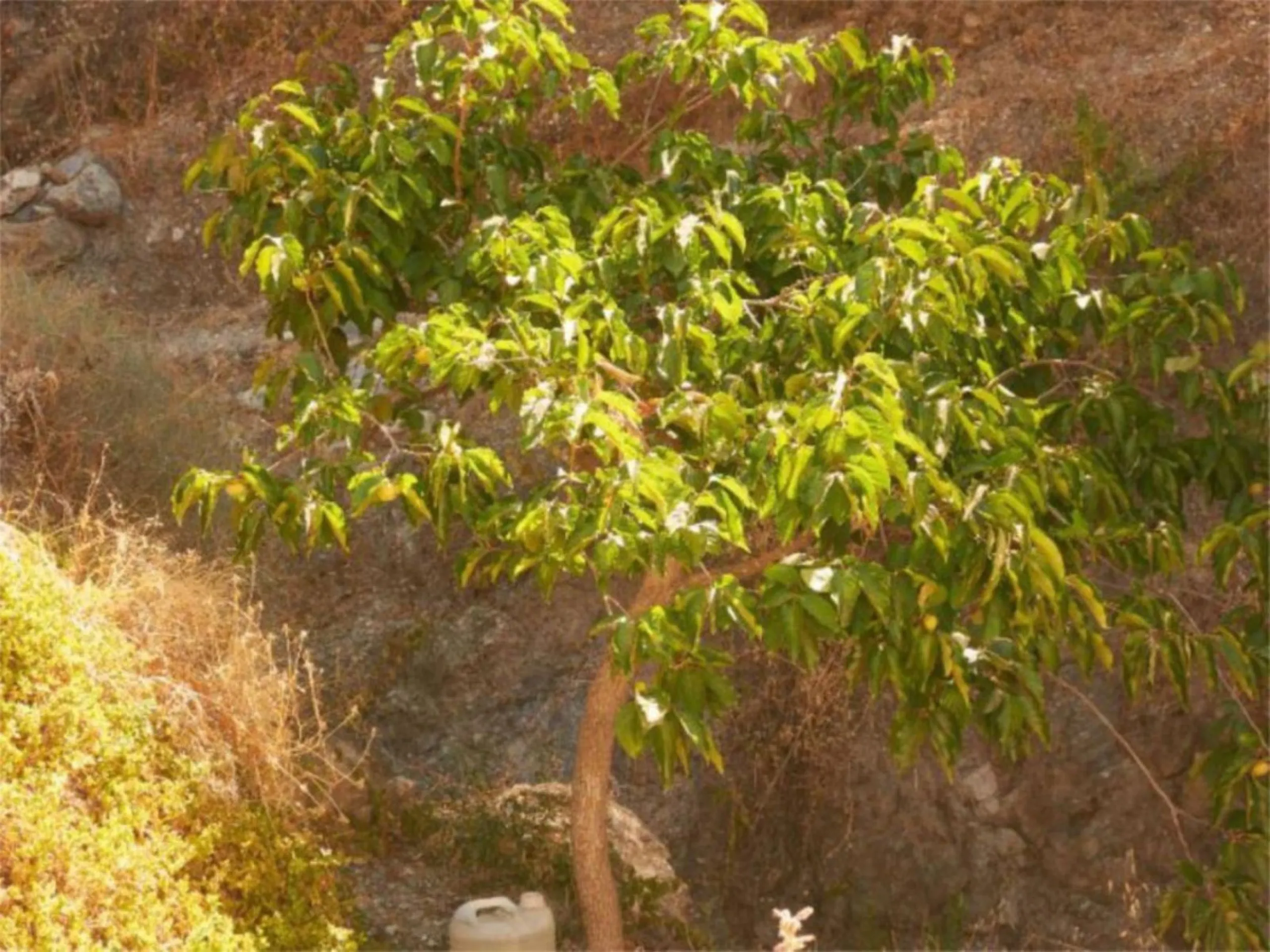Финка, Casares, Costa del Sol