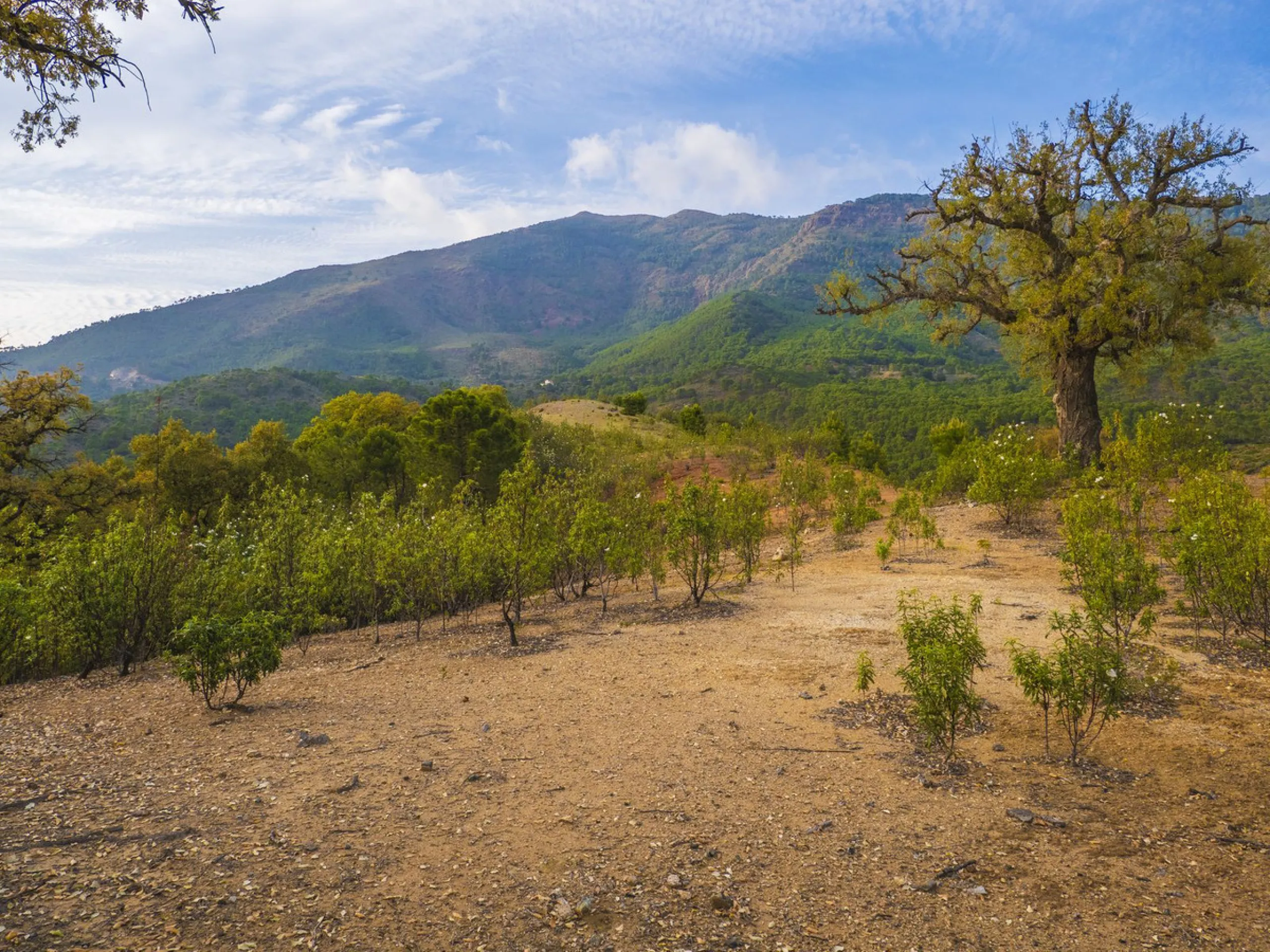 Excellent flat plot currently available for development in La Zagaleta, offering maximum privacy.