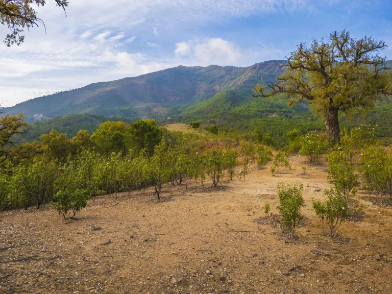 Excellent flat plot currently available for development in La Zagaleta, offering maximum privacy.