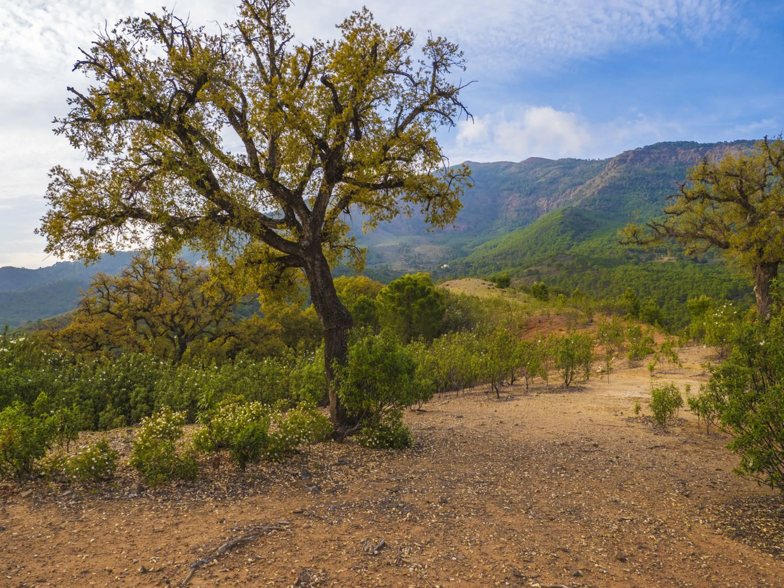 Excellent flat plot currently available for development in La Zagaleta, offering maximum privacy.