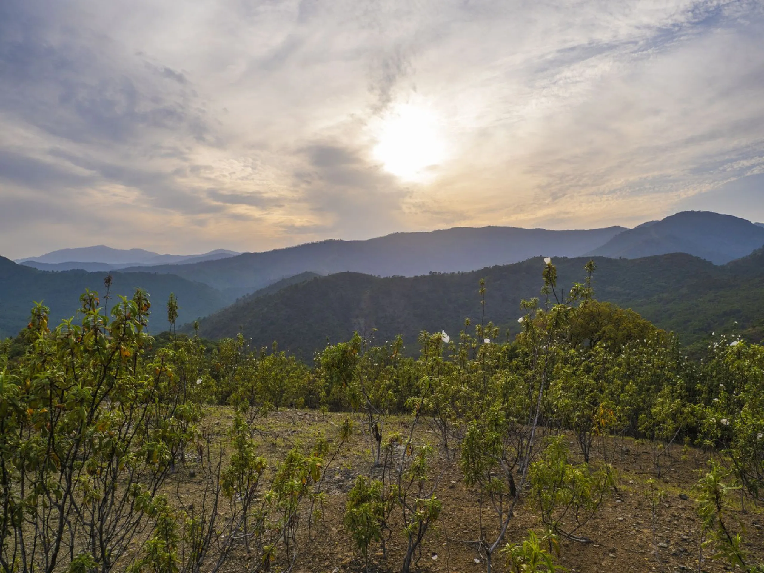 Excellent flat plot currently available for development in La Zagaleta, offering maximum privacy.