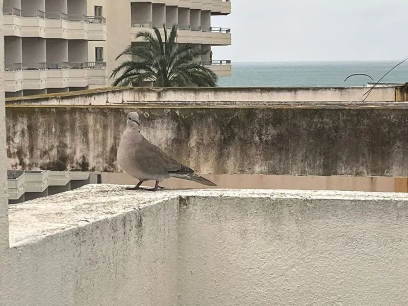 Small building in Bajondillo comprising a two-bedroom, two-bathroom duplex apartment with a solarium terrace.