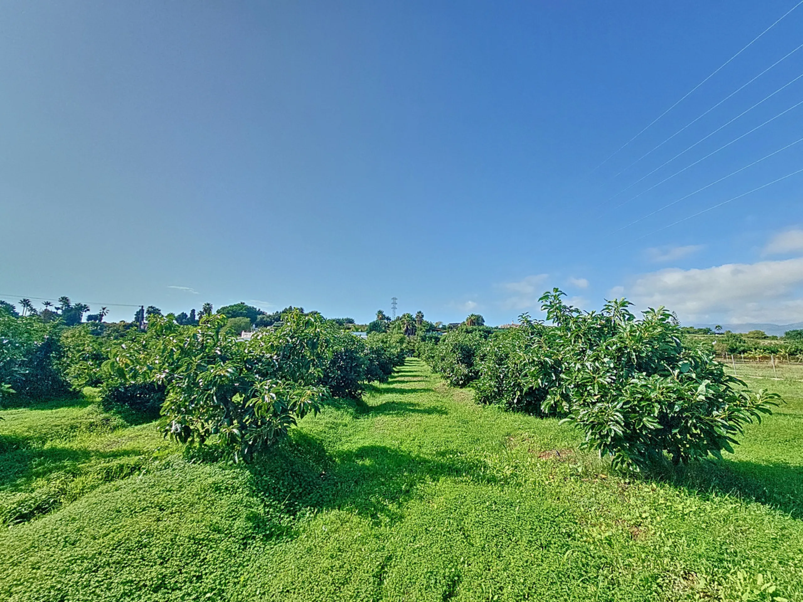 Located in the tranquil area of El Padron, in Estepona East, this estate offers a perfect retreat for those seeking to combine the serenity of the countryside with proximity to the city. With an extensive area of 6,096m², the property stands out for its p