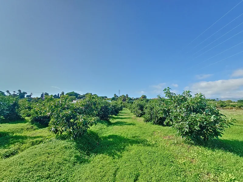 Located in the tranquil area of El Padron, in Estepona East, this estate offers a perfect retreat for those seeking to combine the serenity of the countryside with proximity to the city. With an extensive area of 6,096m², the property stands out for its p