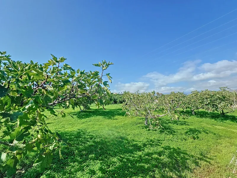 Located in the tranquil area of El Padron, in Estepona East, this estate offers a perfect retreat for those seeking to combine the serenity of the countryside with proximity to the city. With an extensive area of 6,096m², the property stands out for its p