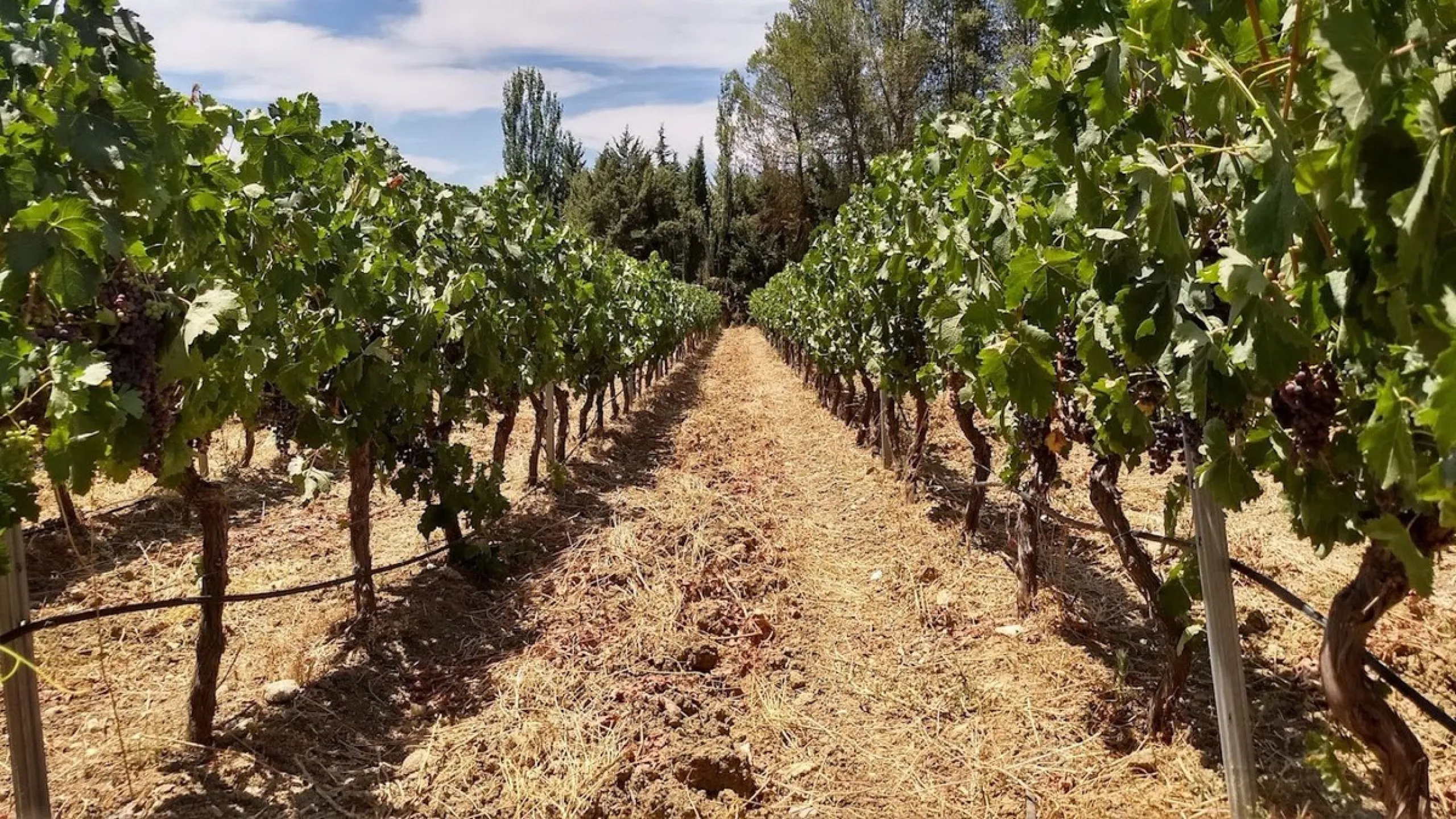 Discover the ultimate Andalusian retreat. A 4-star boutique estate offers a rare blend of historic charm and modern luxury, just 10 minutes from the iconic center of Ronda. This impeccably restored 7-bedroom Cortijo (traditional farmhouse) nestled in the 