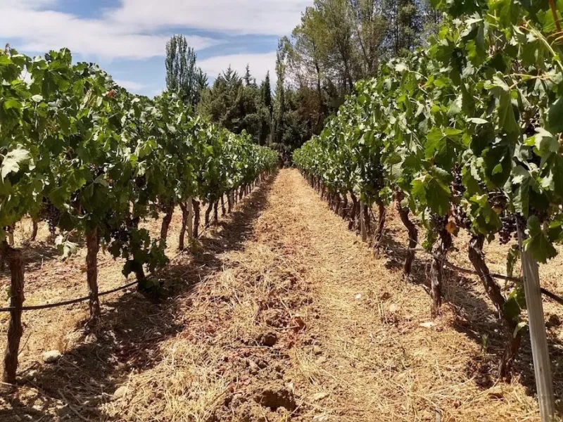 Discover the ultimate Andalusian retreat. A 4-star boutique estate offers a rare blend of historic charm and modern luxury, just 10 minutes from the iconic center of Ronda. This impeccably restored 7-bedroom Cortijo (traditional farmhouse) nestled in the 