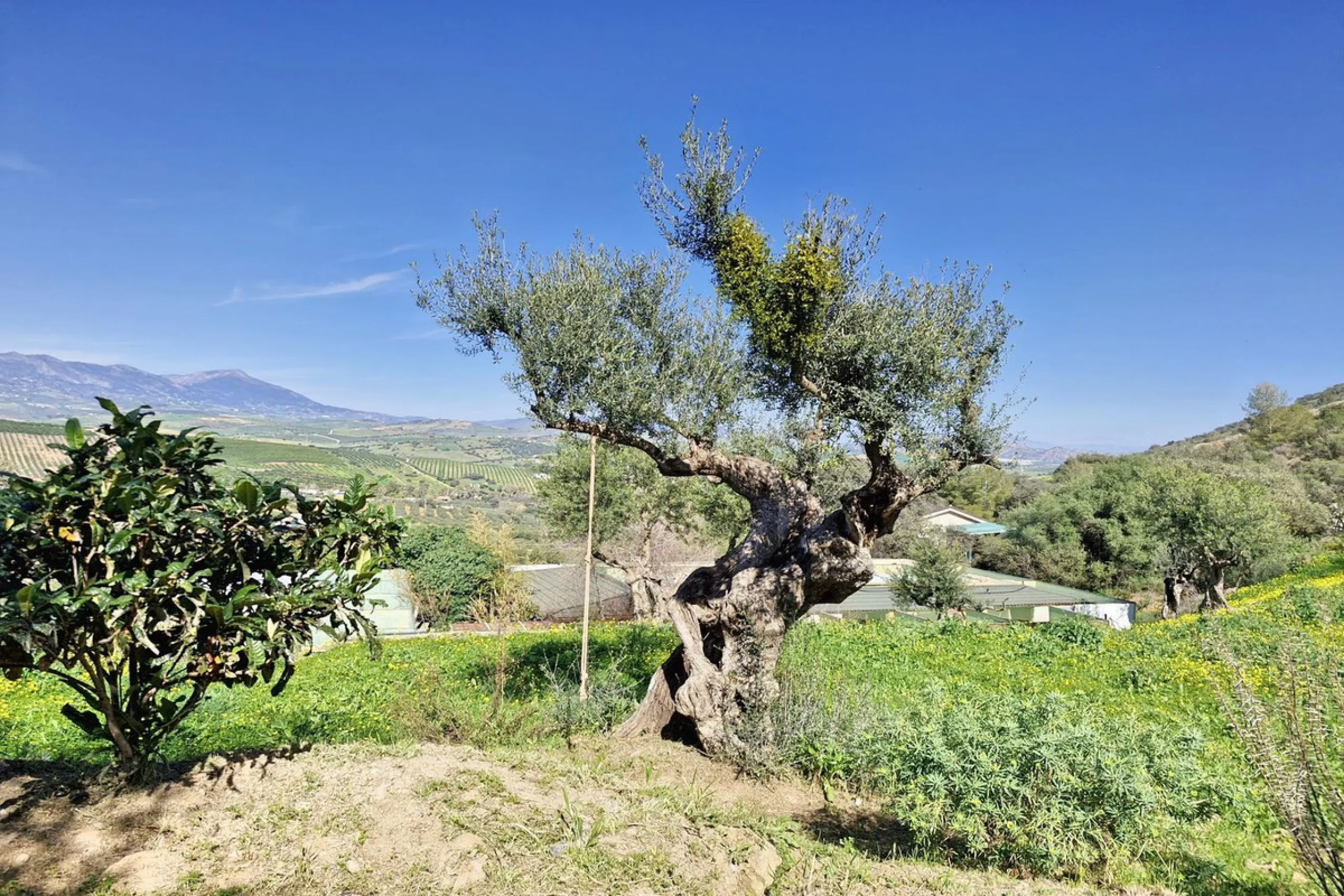Commercial - Farm в продаже в Coín, Málaga. В доме 3 спален и 2 ванных комнат. Площадь дома 163 м². Площадь участка 10620 м²