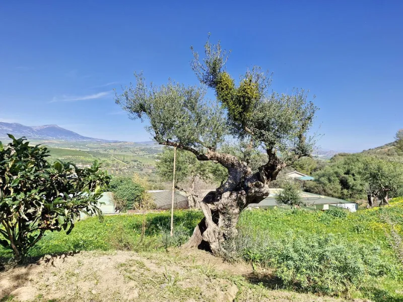 Commercial - Farm в продаже в Coín, Málaga. В доме 3 спален и 2 ванных комнат. Площадь дома 163 м². Площадь участка 10620 м²