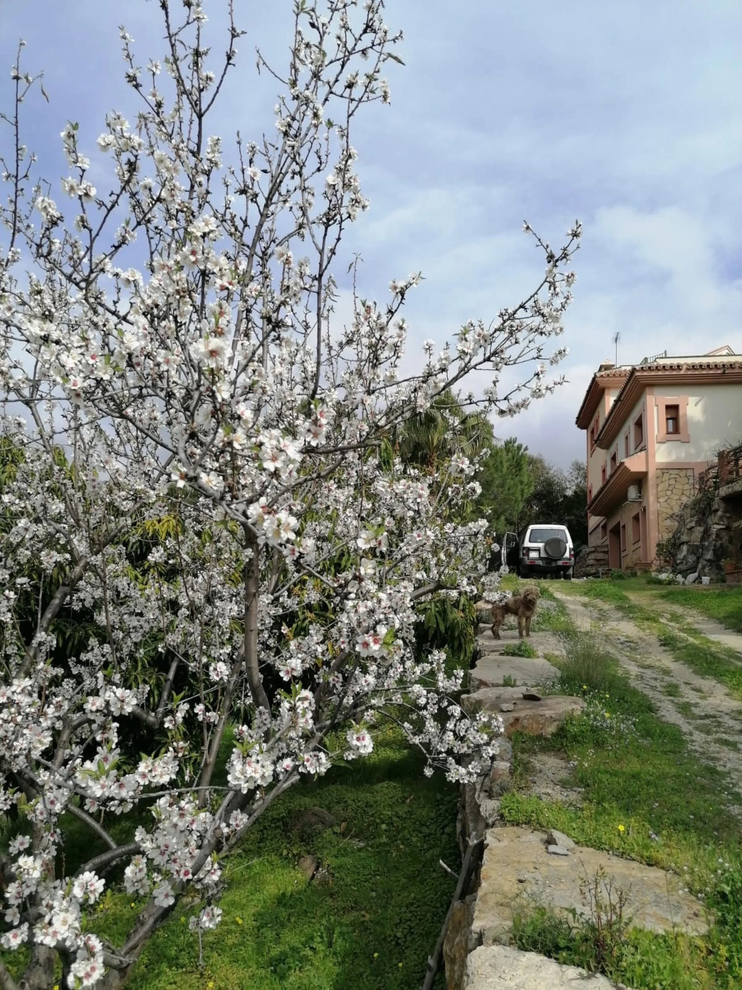 Exclusive 9,390 m² Estate with 400 m² Villa Near Estepona
