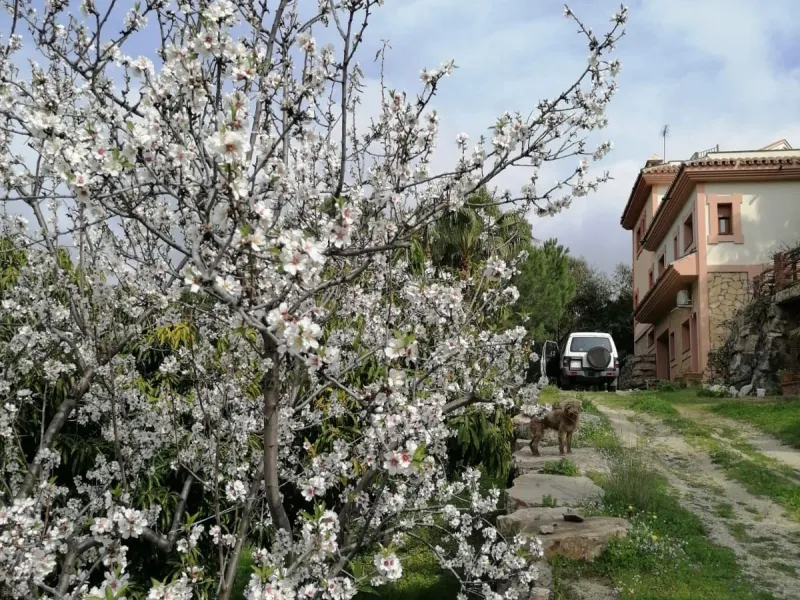 Exclusive 9,390 m² Estate with 400 m² Villa Near Estepona