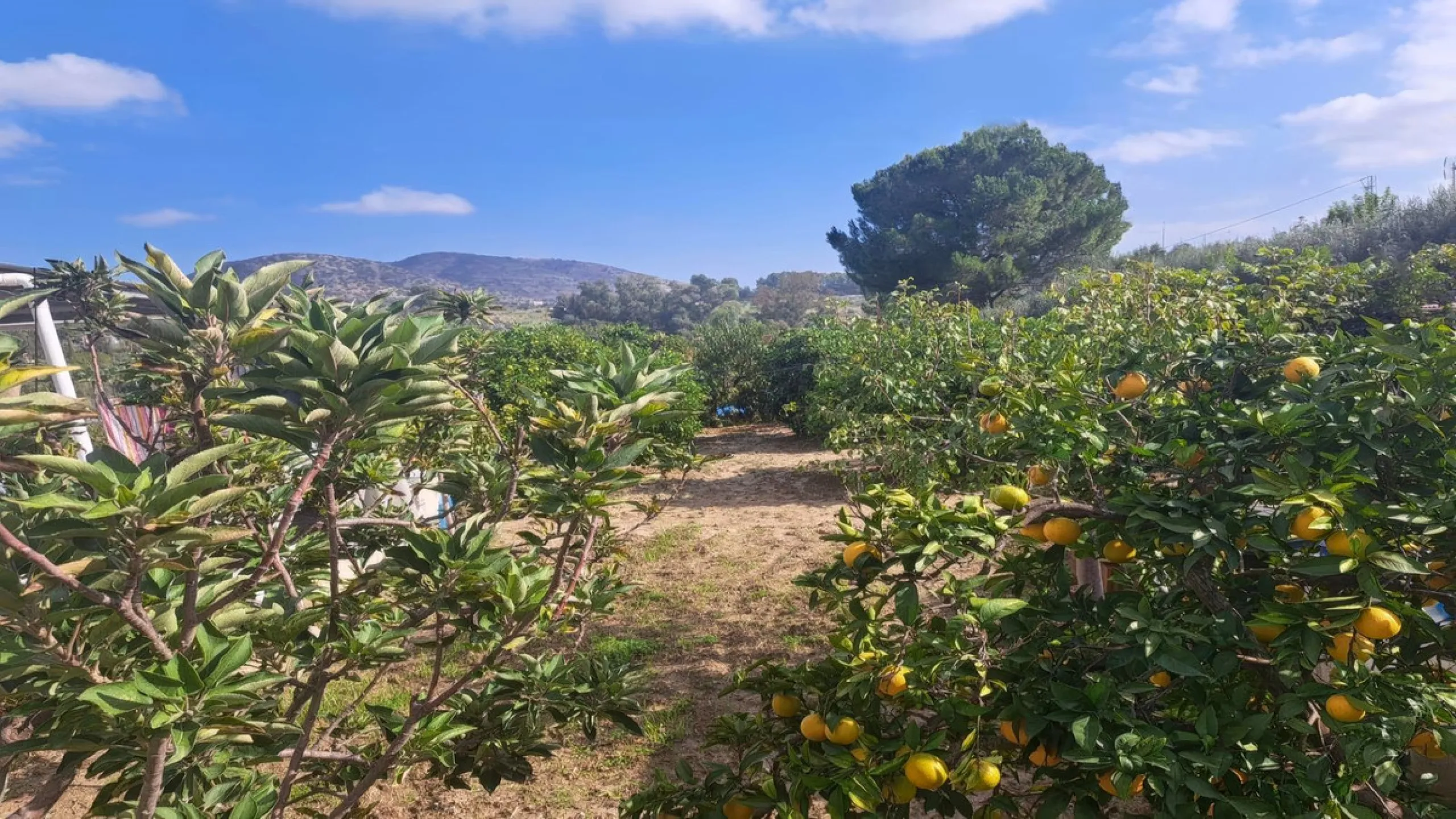 This rustic country property in a wonderful location offers buyers the possibility to create two separate houses, each with its own entrance on a flat piece of land less than a 20-minute drive to Málaga city and the airport.