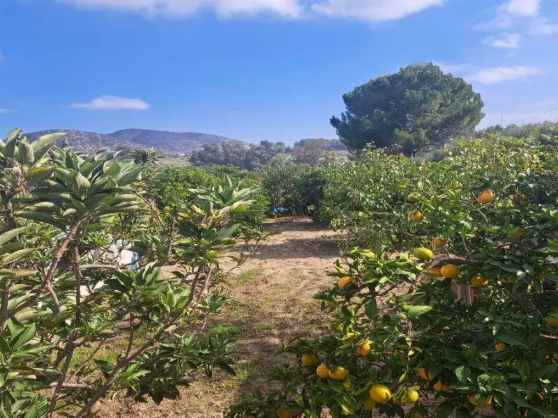 This rustic country property in a wonderful location offers buyers the possibility to create two separate houses, each with its own entrance on a flat piece of land less than a 20-minute drive to Málaga city and the airport.
