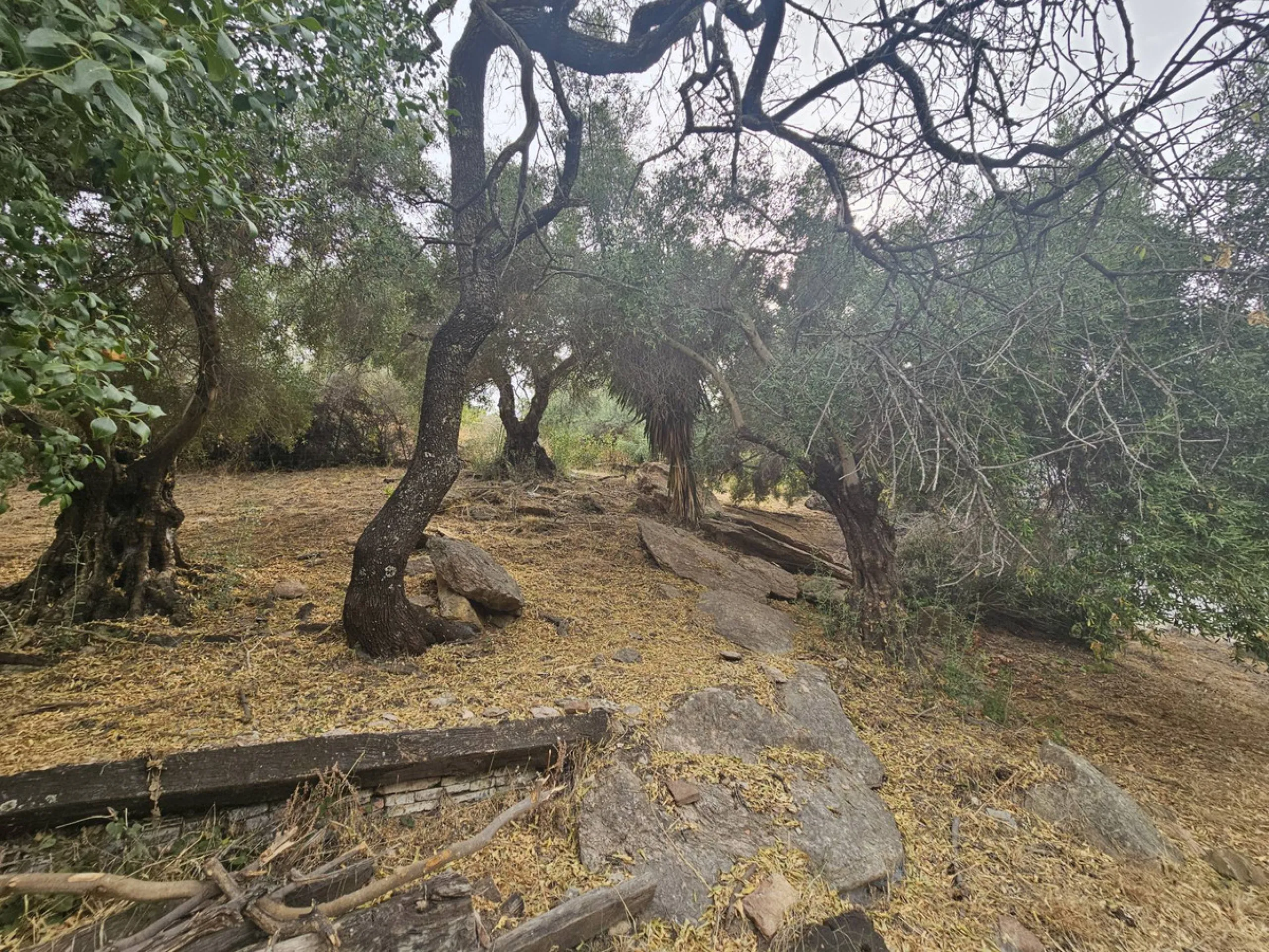 P> Exceptional and rare property just 27 km from the beaches of the  Costa del Sol. An ideal estate for equestrians, featuring a stable block, a spacious farmhouse , a cosy guest casita, and an additional building suitable for conversion into further acco