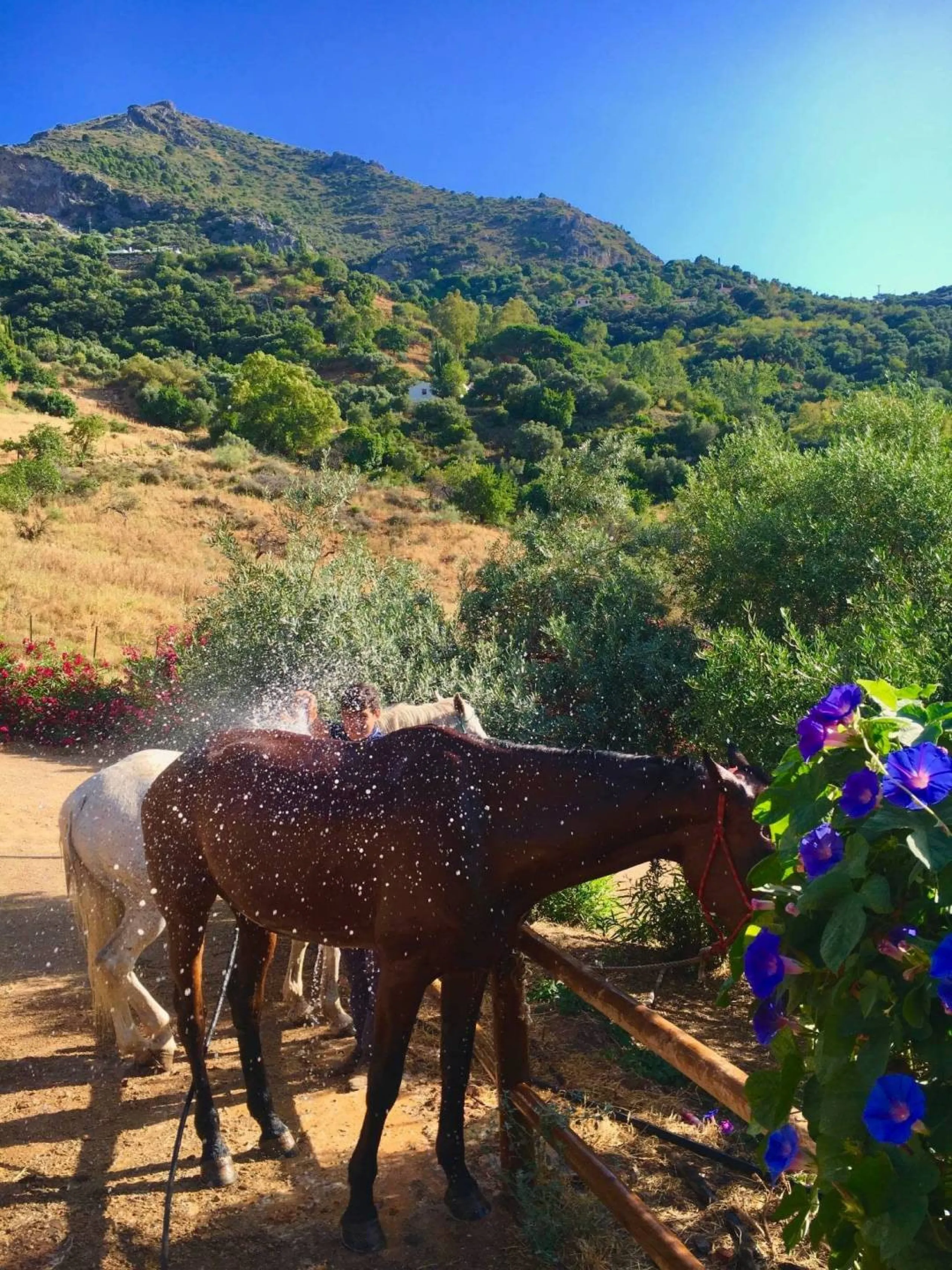 P> Exceptional and rare property just 27 km from the beaches of the  Costa del Sol. An ideal estate for equestrians, featuring a stable block, a spacious farmhouse , a cosy guest casita, and an additional building suitable for conversion into further acco