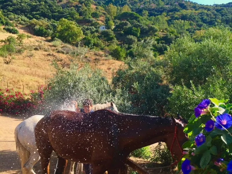 P> Exceptional and rare property just 27 km from the beaches of the  Costa del Sol. An ideal estate for equestrians, featuring a stable block, a spacious farmhouse , a cosy guest casita, and an additional building suitable for conversion into further acco
