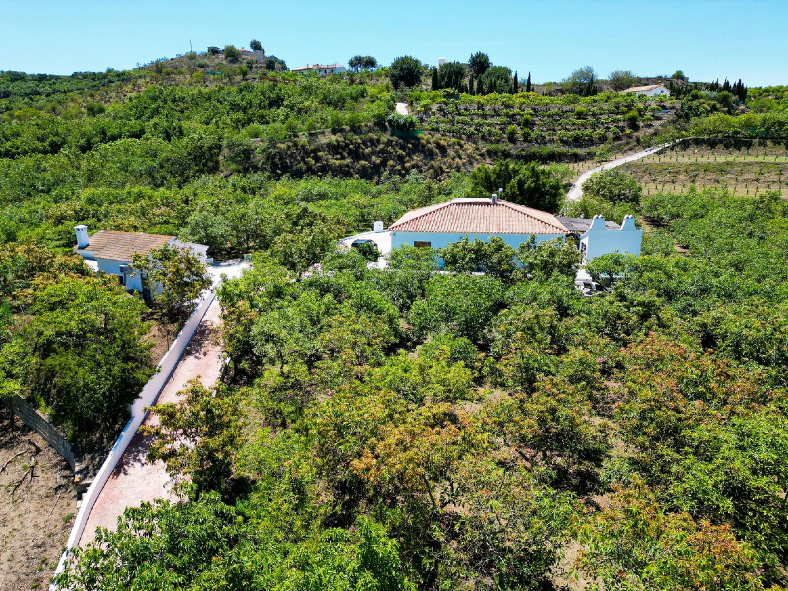 Profitable Mango & Avocado Finca in Vélez-Málaga – High-Yield Investment