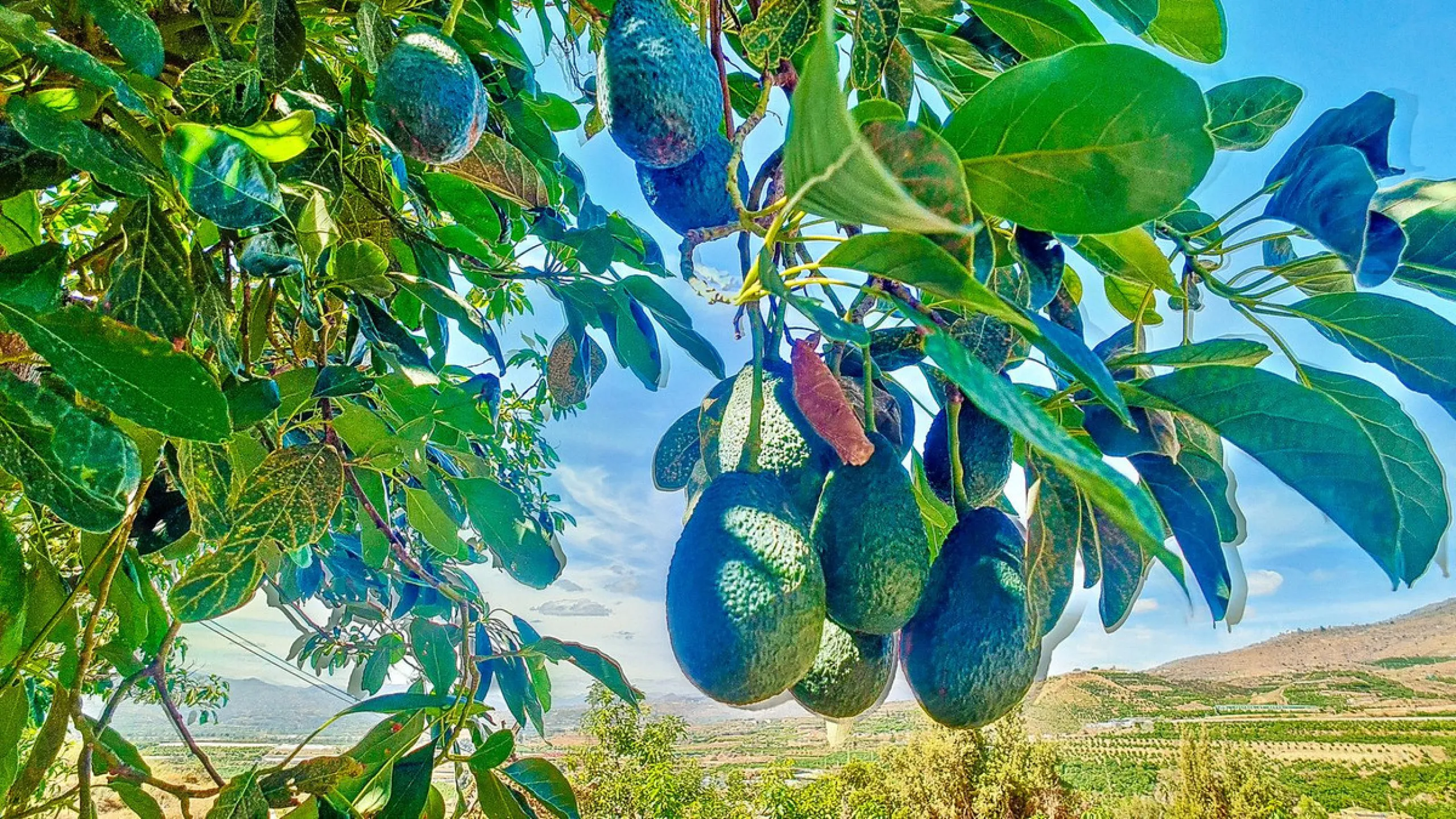 Profitable Mango & Avocado Finca in Vélez-Málaga – High-Yield Investment