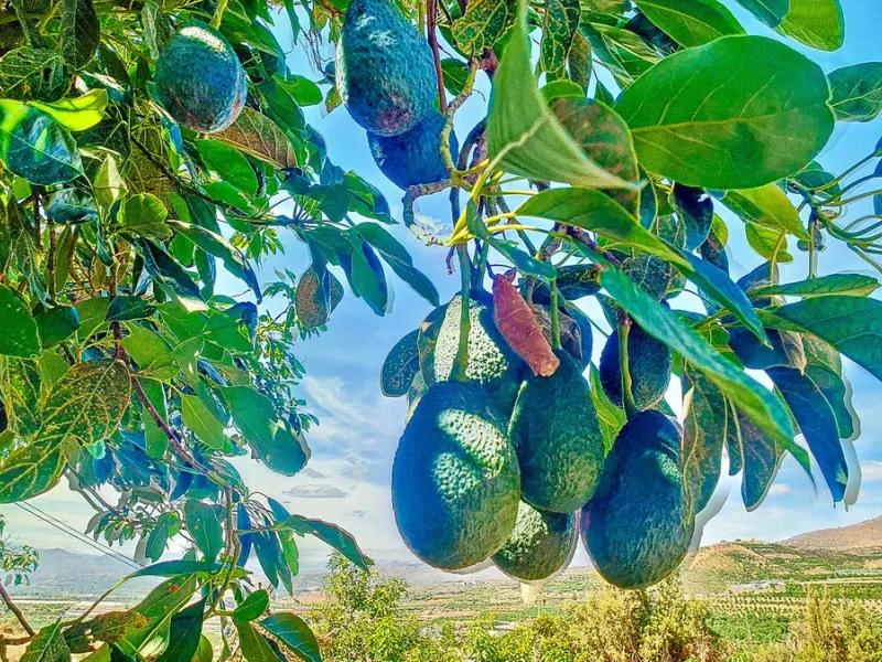 Profitable Mango & Avocado Finca in Vélez-Málaga – High-Yield Investment
