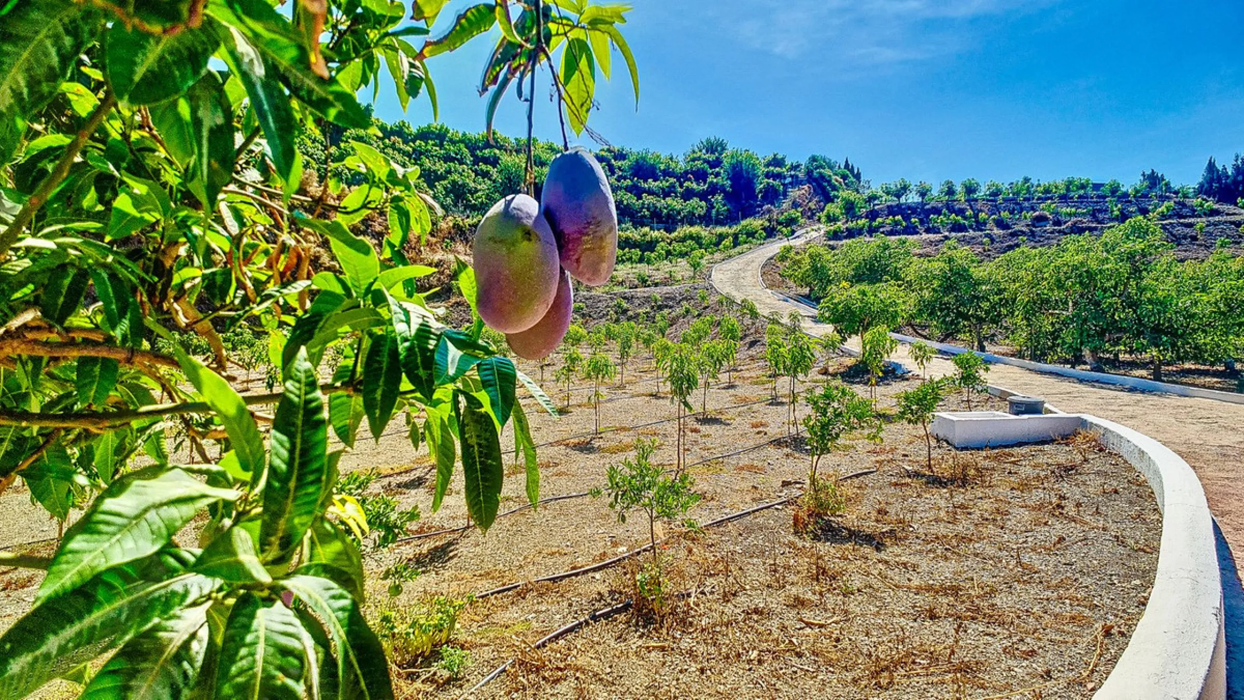 Profitable Mango & Avocado Finca in Vélez-Málaga – High-Yield Investment