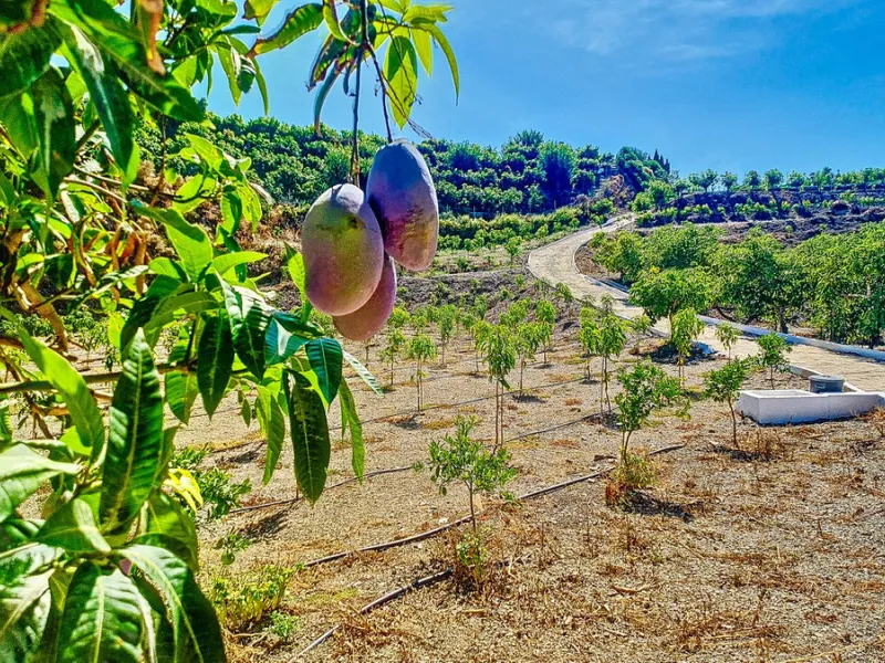 Profitable Mango & Avocado Finca in Vélez-Málaga – High-Yield Investment