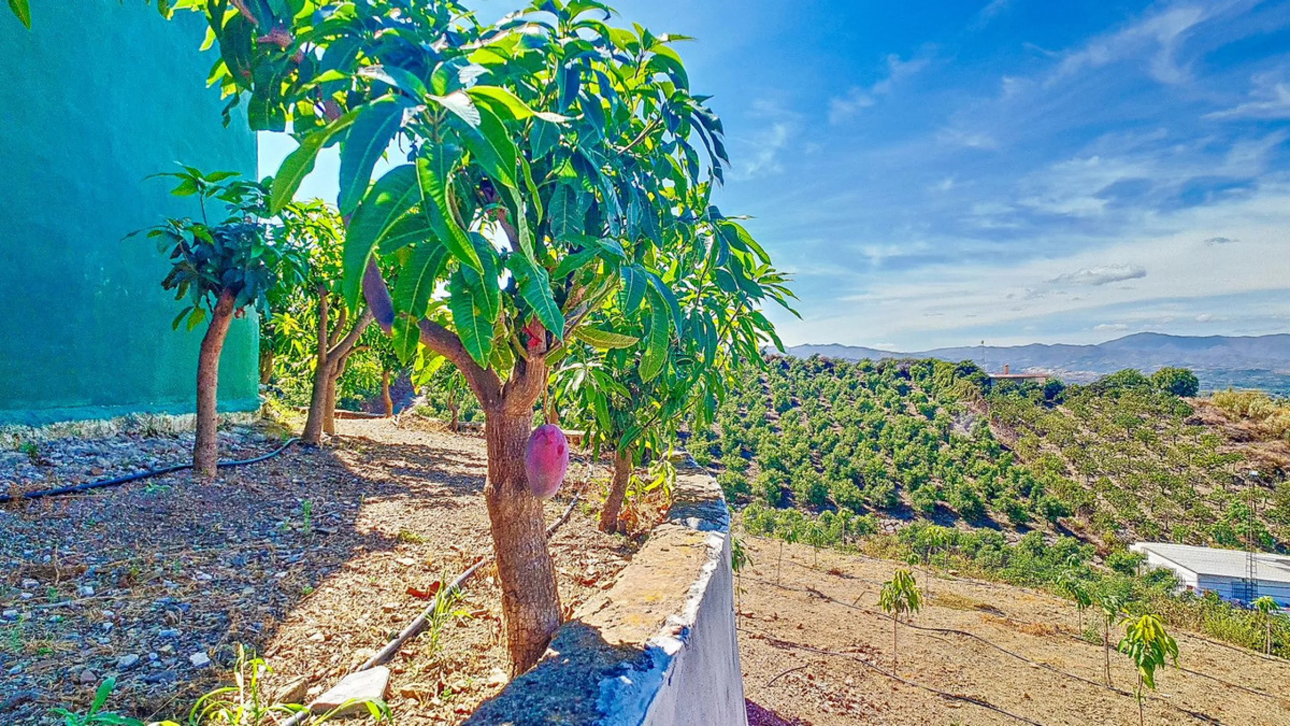 Profitable Mango & Avocado Finca in Vélez-Málaga – High-Yield Investment