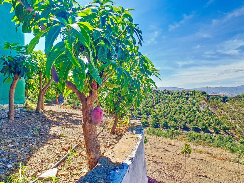 Profitable Mango & Avocado Finca in Vélez-Málaga – High-Yield Investment