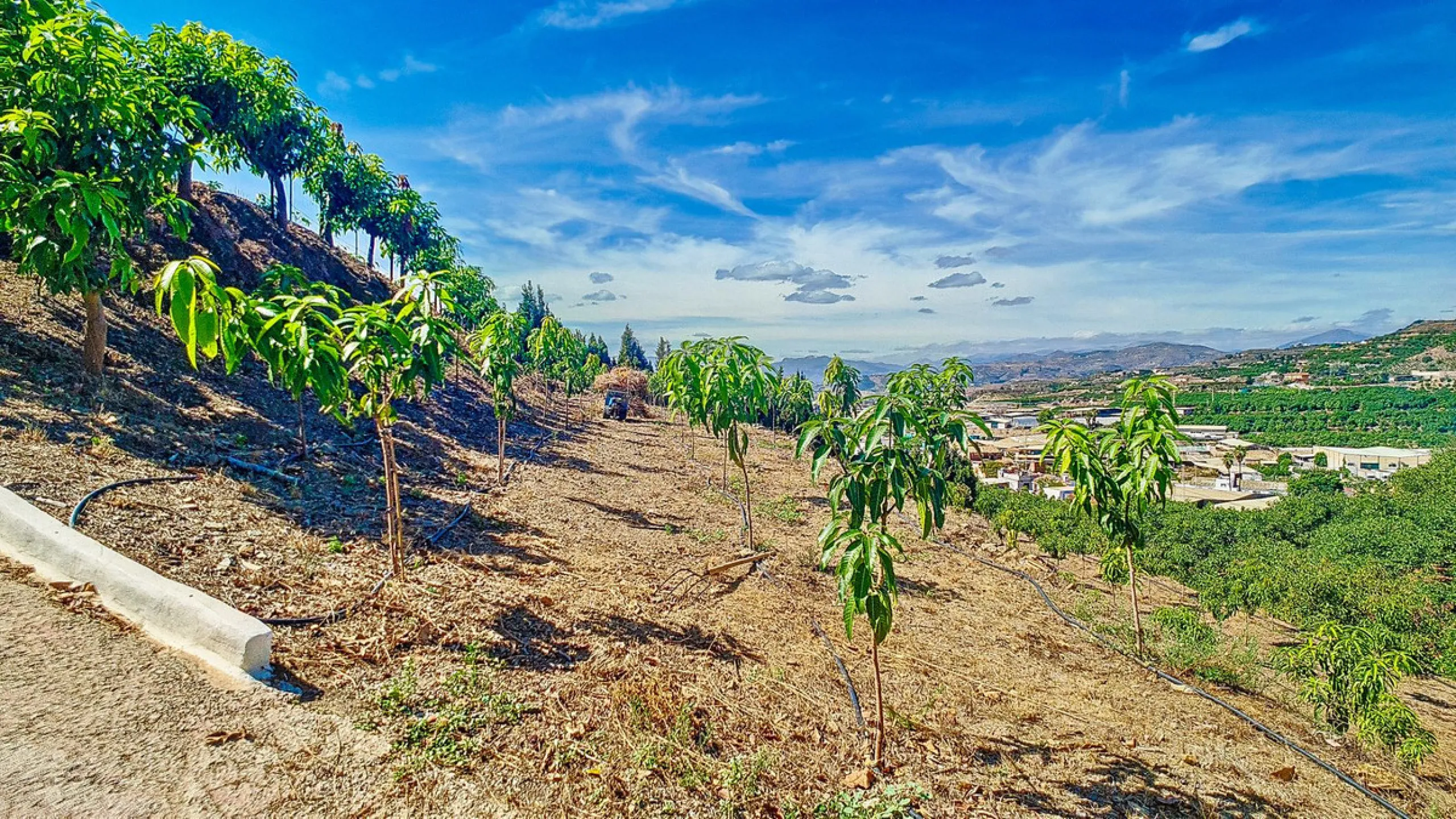 Profitable Mango & Avocado Finca in Vélez-Málaga – High-Yield Investment