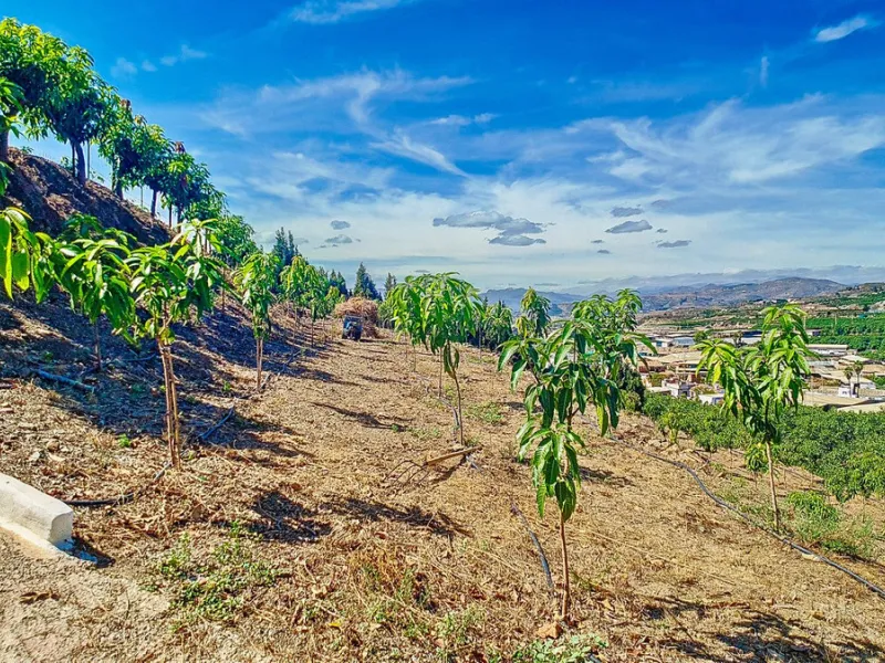 Profitable Mango & Avocado Finca in Vélez-Málaga – High-Yield Investment