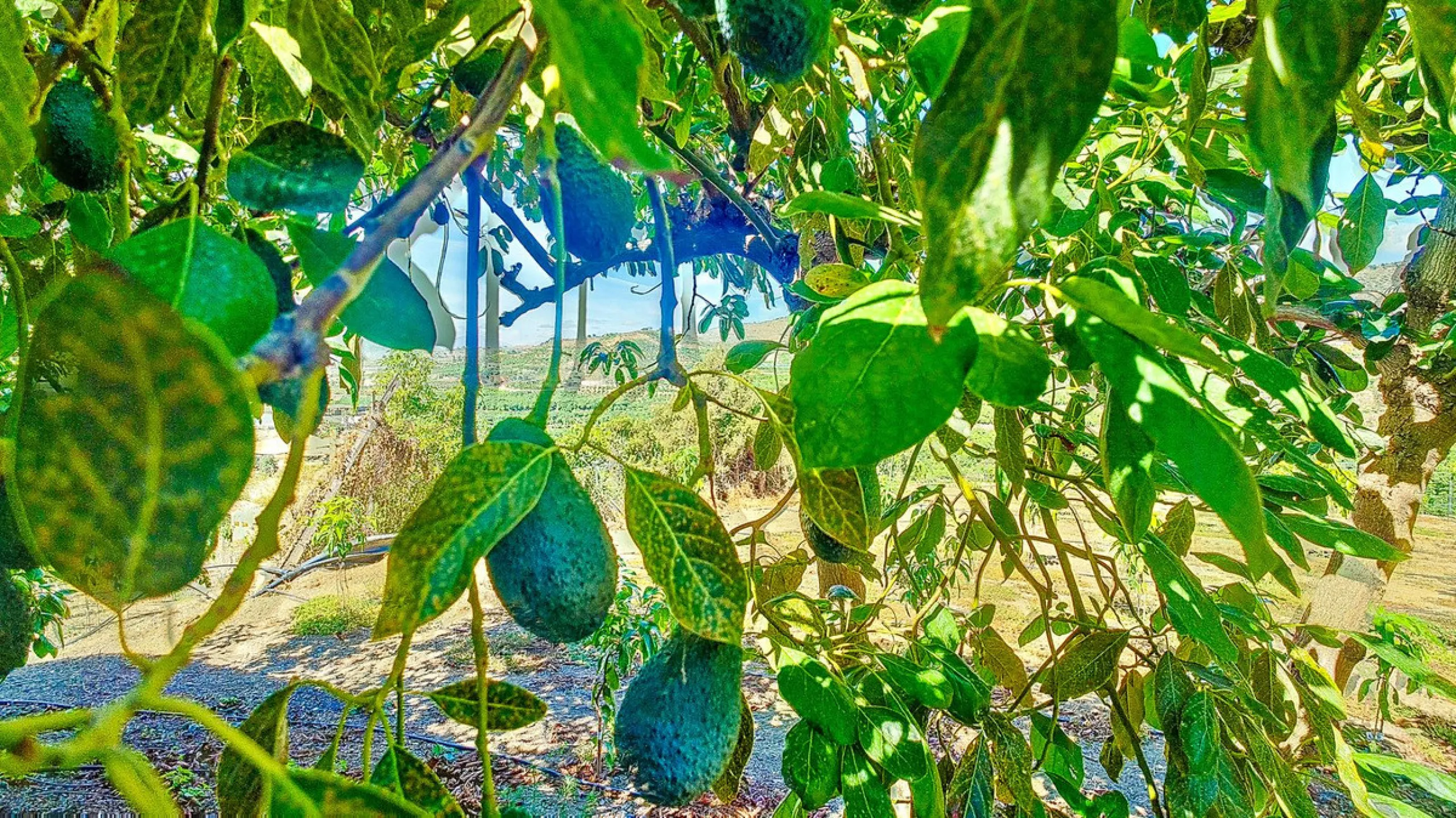Profitable Mango & Avocado Finca in Vélez-Málaga – High-Yield Investment