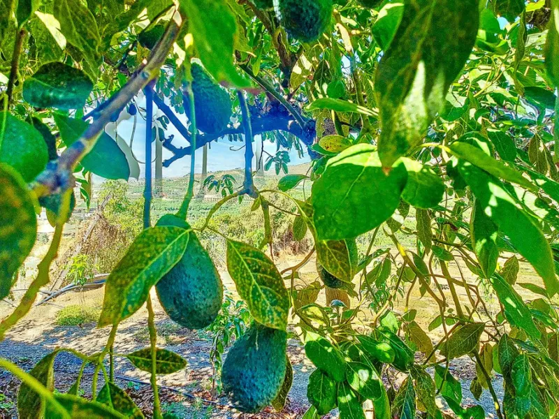 Profitable Mango & Avocado Finca in Vélez-Málaga – High-Yield Investment