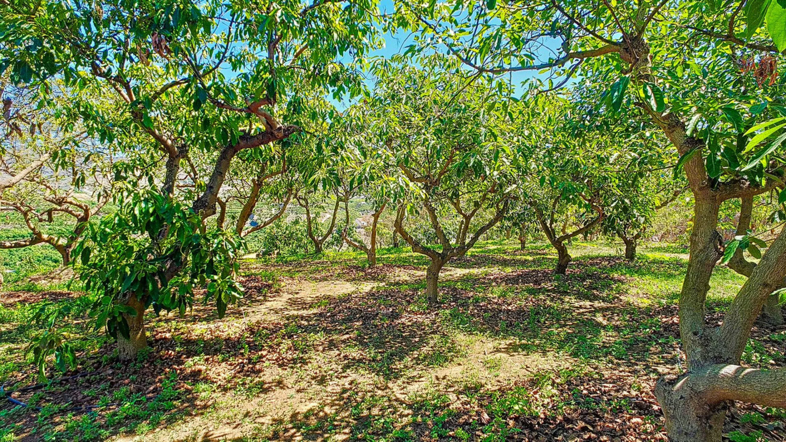 Profitable Mango & Avocado Finca in Vélez-Málaga – High-Yield Investment