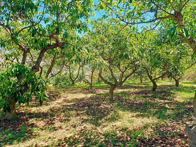 Profitable Mango & Avocado Finca in Vélez-Málaga – High-Yield Investment