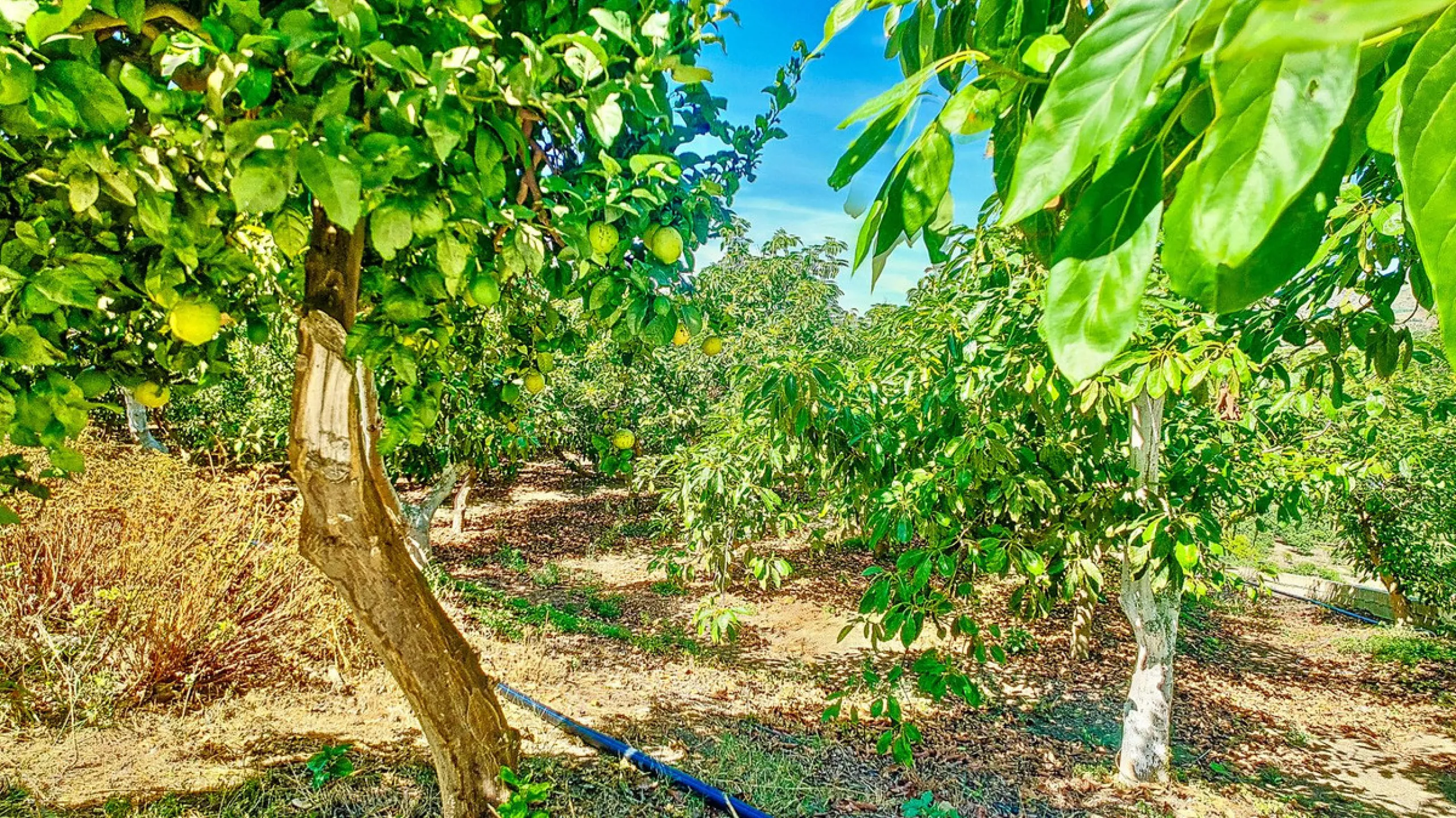 Profitable Mango & Avocado Finca in Vélez-Málaga – High-Yield Investment